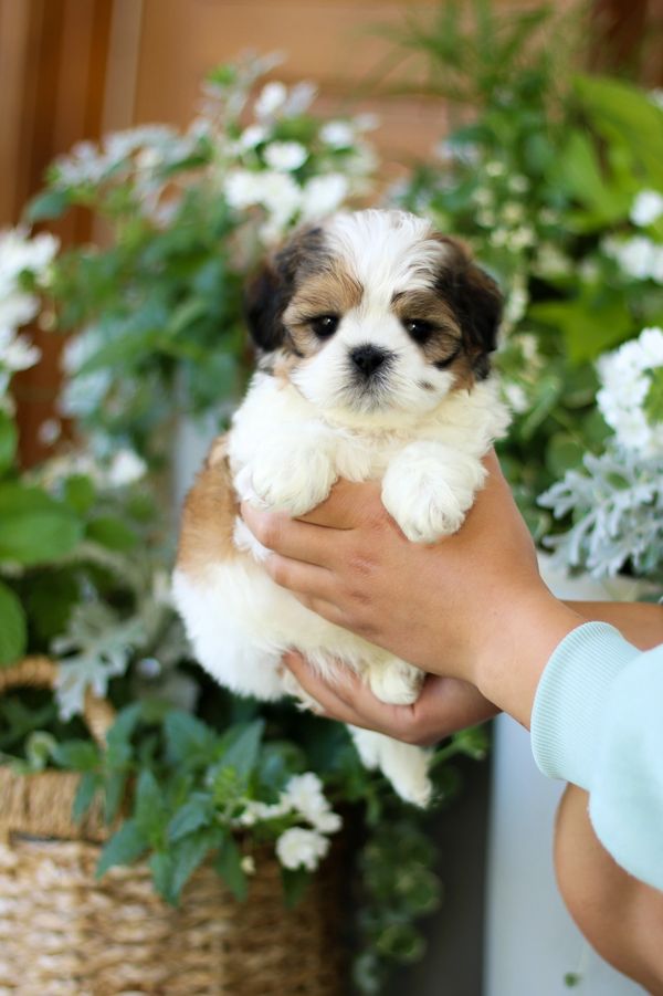 Shichon puppies, Shichon puppies for sale, teddy bear puppies, Shichon, teddy bear puppies for sale