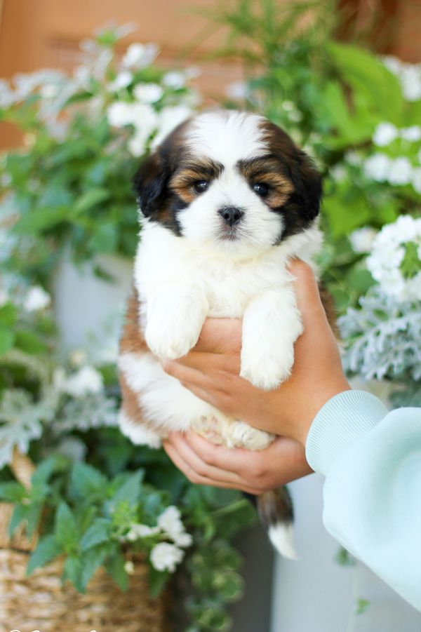 Shichon puppies, Shichon puppies for sale, teddy bear puppies, Shichon, teddy bear puppies for sale