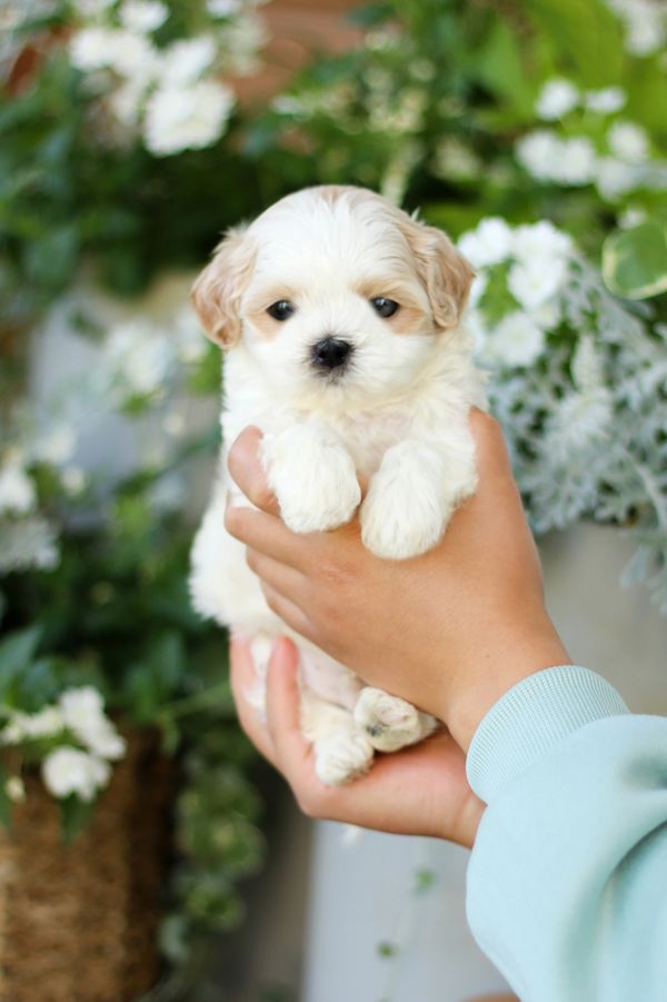 Shichon puppies, Shichon puppies for sale, teddy bear puppies, Shichon, teddy bear puppies for sale