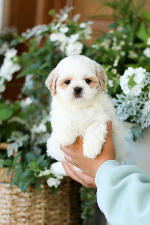 Shichon puppies, Shichon puppies for sale, teddy bear puppies, Shichon, teddy bear puppies for sale