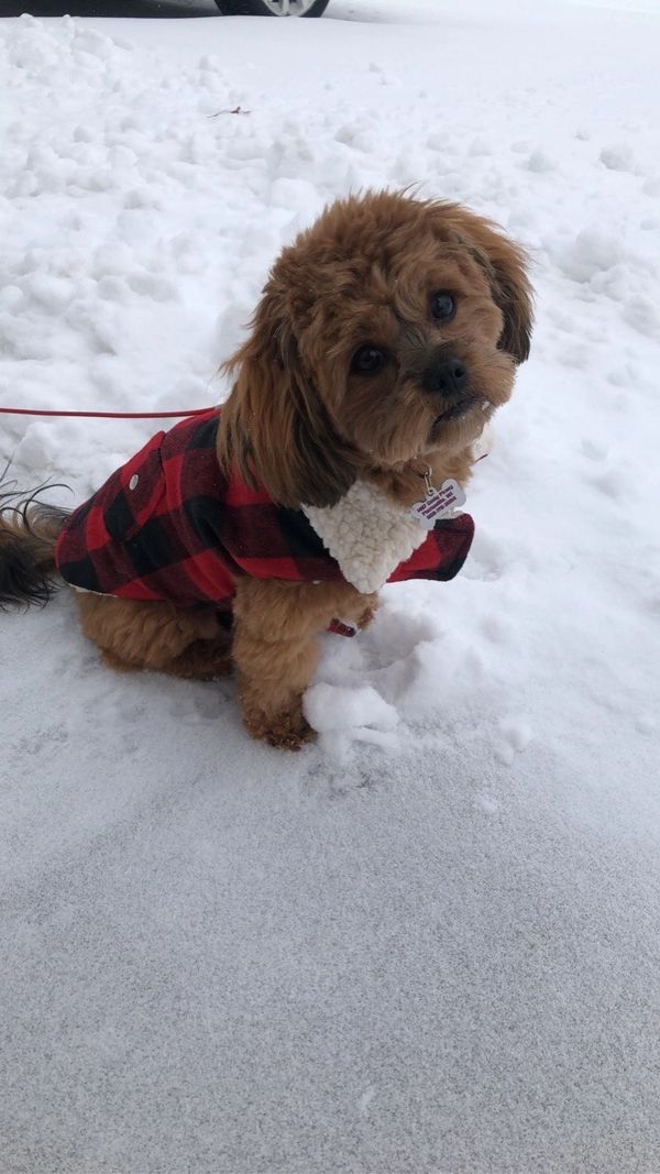 Shih poo puppies, Shihpoo puppies for sale, shihpoo breeder,  poodle mix puppies, Shihztu mix puppy