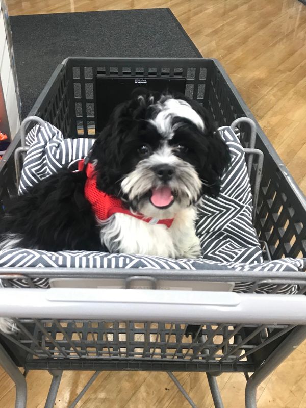 Shichon puppies for sales, shihpoo puppies for sale, available cavapoo puppies, available poodles