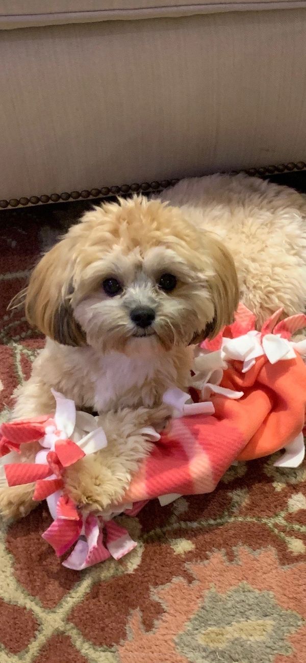 Shih poo puppies, Shihpoo puppies for sale, shihpoo breeder,  poodle mix puppies, Shihztu mix puppy