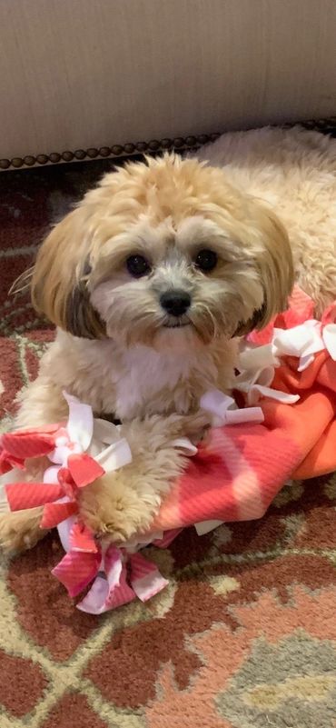 Shihpoo, Shih poo full grown, Poodle Shitzu, Shih tzu mix poodle, Shih tzu poodle, Shih poo puppy