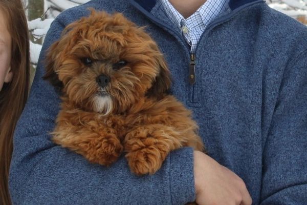 Shih poo puppies, Shihpoo puppies for sale, shihpoo breeder,  poodle mix puppies, Shihztu mix puppy