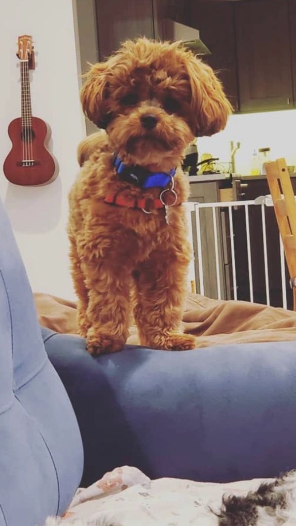 Adult Shichon, adult shihpoo, adult cavapoo, cavachon, cavapoochon, adult teddybear puppy, F1 Hybrid