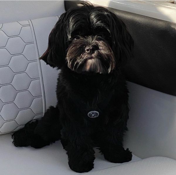 Shih poo puppies, Shihpoo puppies for sale, shihpoo breeder,  poodle mix puppies, Shihztu mix puppy