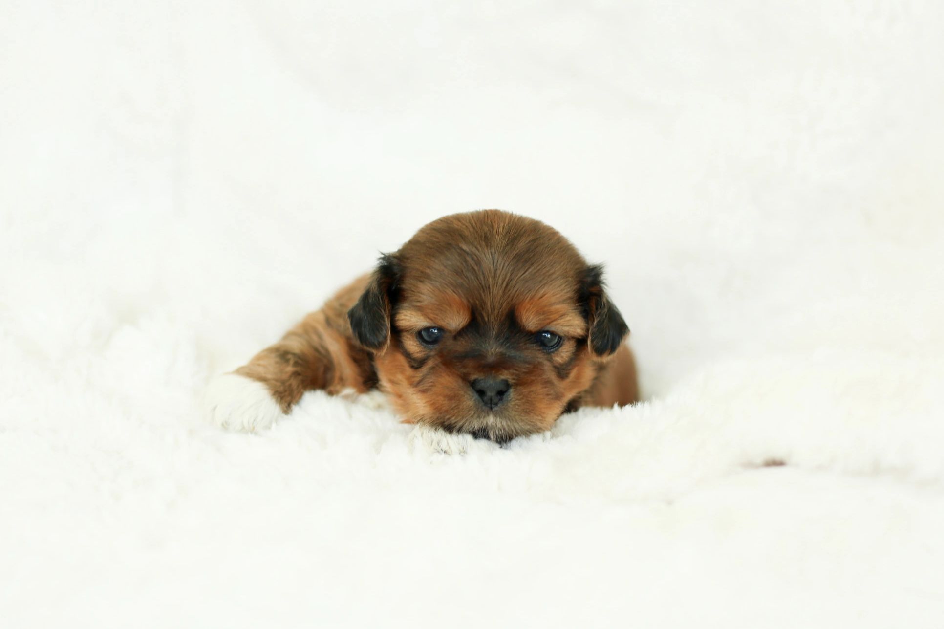 Shichon puppies, Shichon puppies for sale, teddy bear puppies, Shichon, teddy bear puppies for sale