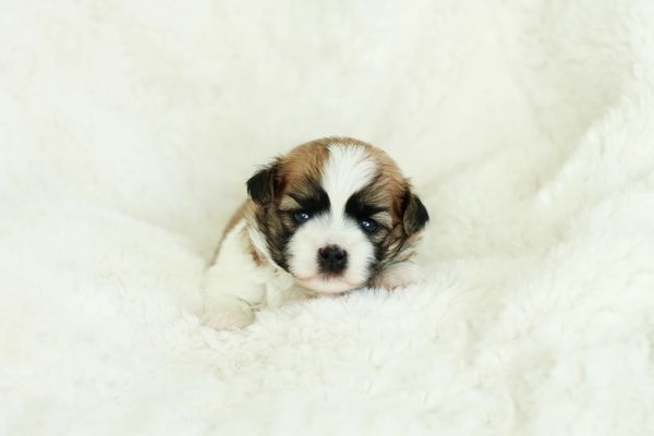 Shichon puppies, Shichon puppies for sale, teddy bear puppies, Shichon, teddy bear puppies for sale