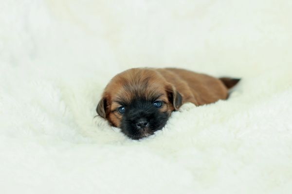 Shichon puppies, Shichon puppies for sale, teddy bear puppies, Shichon, teddy bear puppies for sale