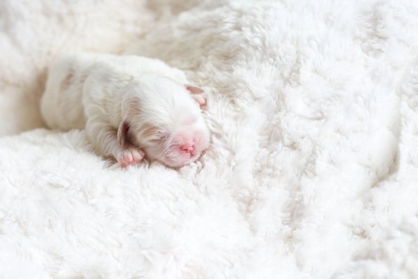 Shichon, shichon puppies, shichon puppies for sale, shihtzu mix, poodle, bichon, shichon breeder,
