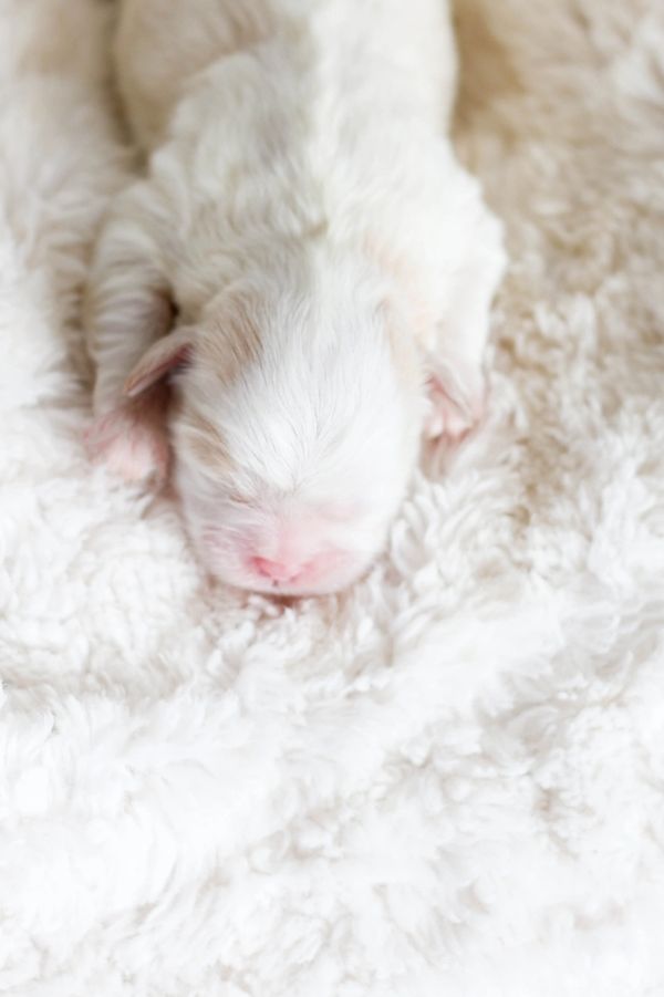 Shichon, shichon puppies, shichon puppies for sale, shihtzu mix, poodle, bichon, shichon breeder,