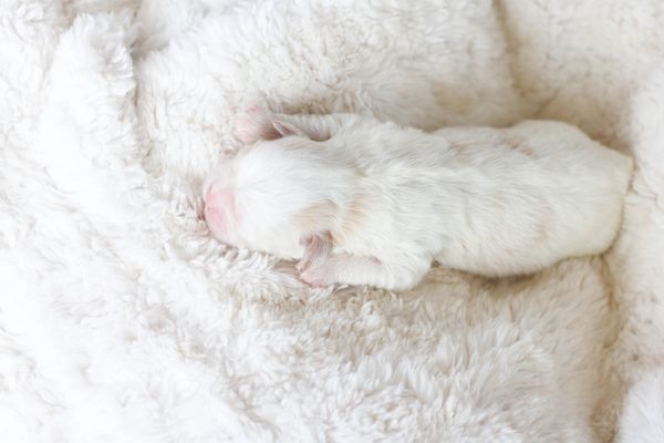 Shichon, shichon puppies, shichon puppies for sale, shihtzu mix, poodle, bichon, shichon breeder,