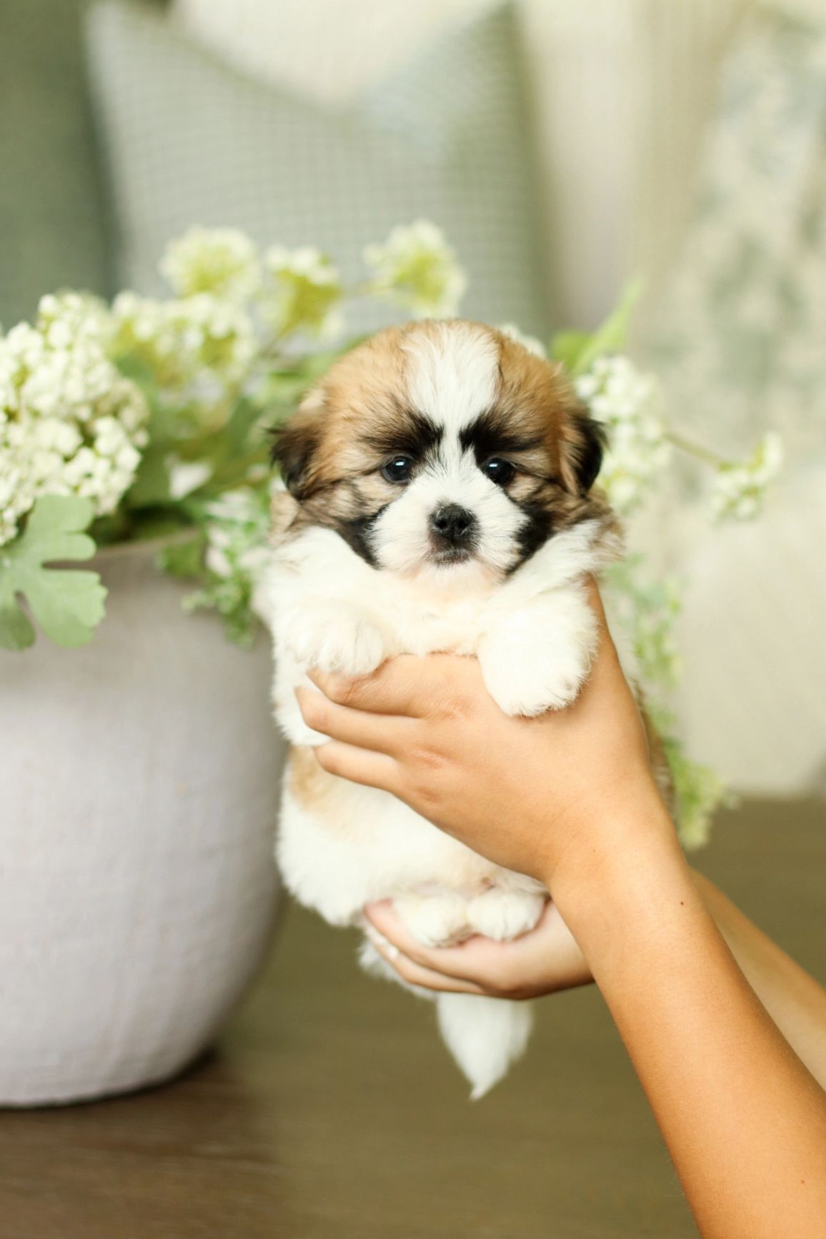 Shichon puppies, Shichon puppies for sale, teddy bear puppies, Shichon, teddy bear puppies for sale