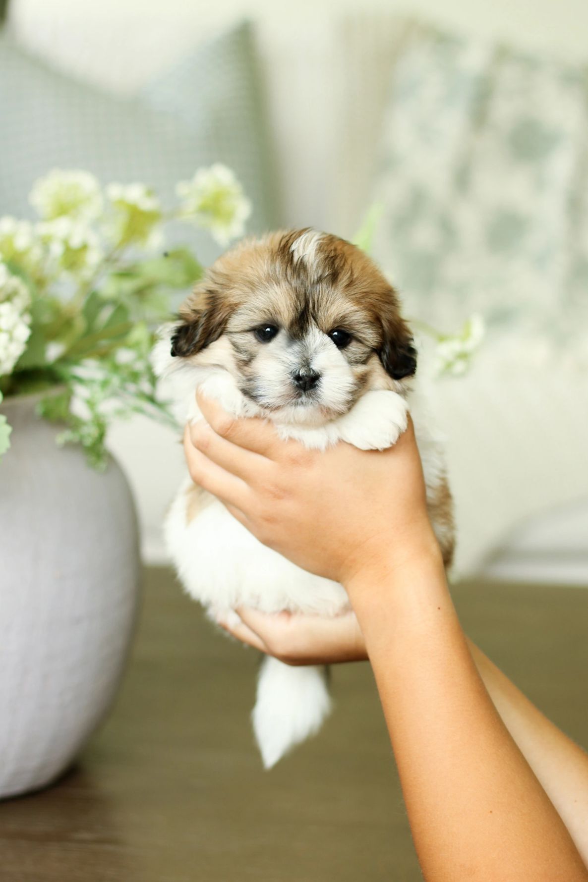 Shichon puppies, Shichon puppies for sale, teddy bear puppies, Shichon, teddy bear puppies for sale