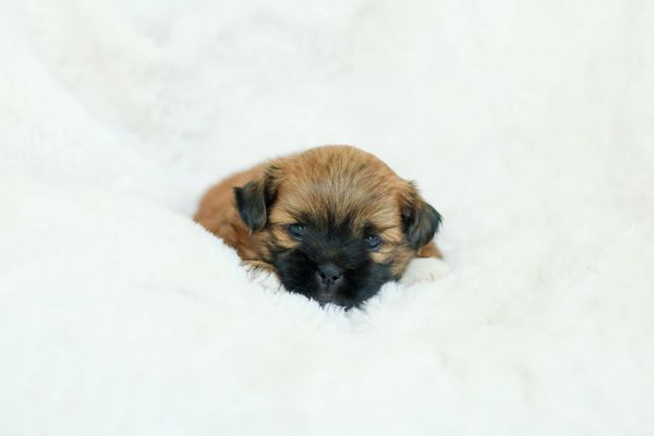 Shichon puppies, Shichon puppies for sale, teddy bear puppies, Shichon, teddy bear puppies for sale