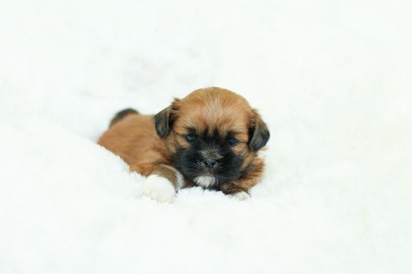 Shichon puppies, Shichon puppies for sale, teddy bear puppies, Shichon, teddy bear puppies for sale
