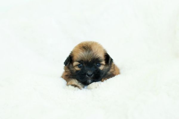 Shichon puppies, Shichon puppies for sale, teddy bear puppies, Shichon, teddy bear puppies for sale