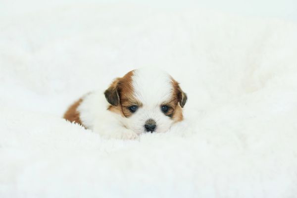 Shichon puppies, Shichon puppies for sale, teddy bear puppies, Shichon, teddy bear puppies for sale