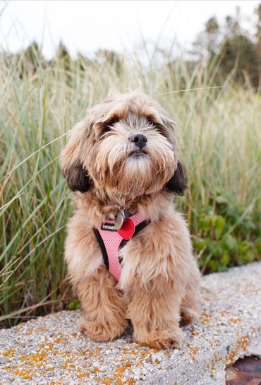 Shihpoo, Shih poo full grown, Poodle Shitzu, Shih tzu mix poodle, Shih tzu poodle, Shih poo puppy