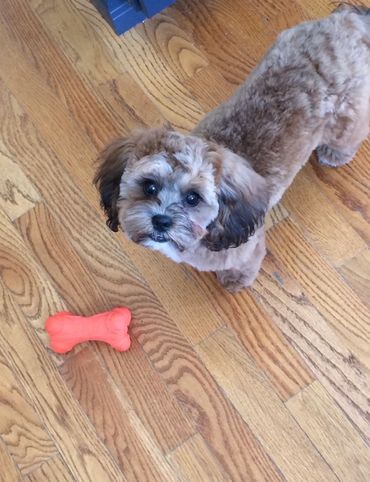 Shihpoo, Shih poo full grown, Poodle Shitzu, Shih tzu mix poodle, Shih tzu poodle, Shih poo puppy