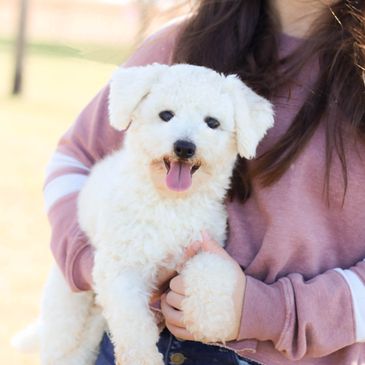 White fluffy puppy being held by a person.