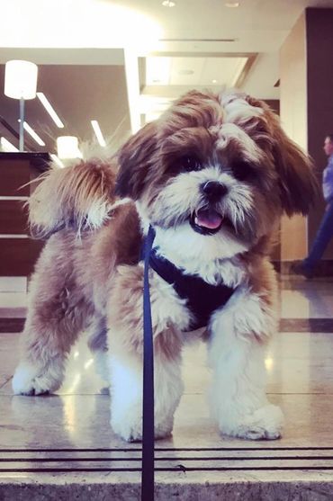 teddy bear puppies for sale, Shichon puppies, Shichon puppies for sale, Shichon, Shihtzu bichon mix