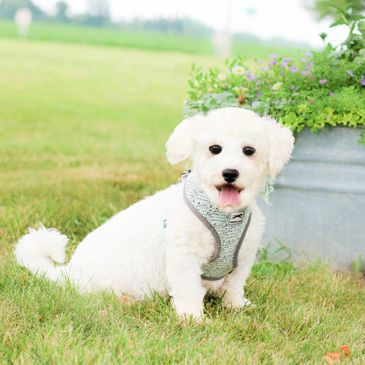 Small white dog wearing a harness sitting on grass.