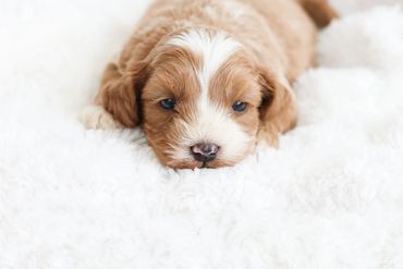 Shihpoo Puppies, Shihpoo Puppies for sale, Shihpoo, Shihpoo breeder, Shihpoo near me, Shih Poo Puppy