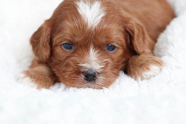 Shihpoo Puppies, Shihpoo Puppies for sale, Shihpoo, Shihpoo breeder, Shihpoo near me, Shih Poo Puppy