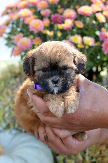 Shihpoo, Shih poo puppies, Poodle Shitzu, Shih tzu mix poodle, Shih tzu poodle, Shih poo puppy, dog