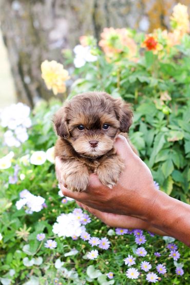 Shihpoo, Shih poo puppies, Poodle Shitzu, Shih tzu mix poodle, Shih tzu poodle, Shih poo puppy, dog