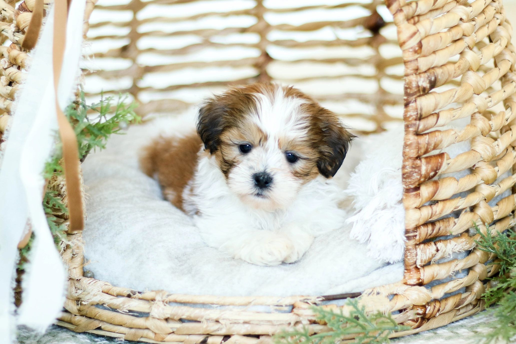 Shichon puppies, Shichon puppies for sale, teddy bear puppies, Shichon, teddy bear puppies for sale
