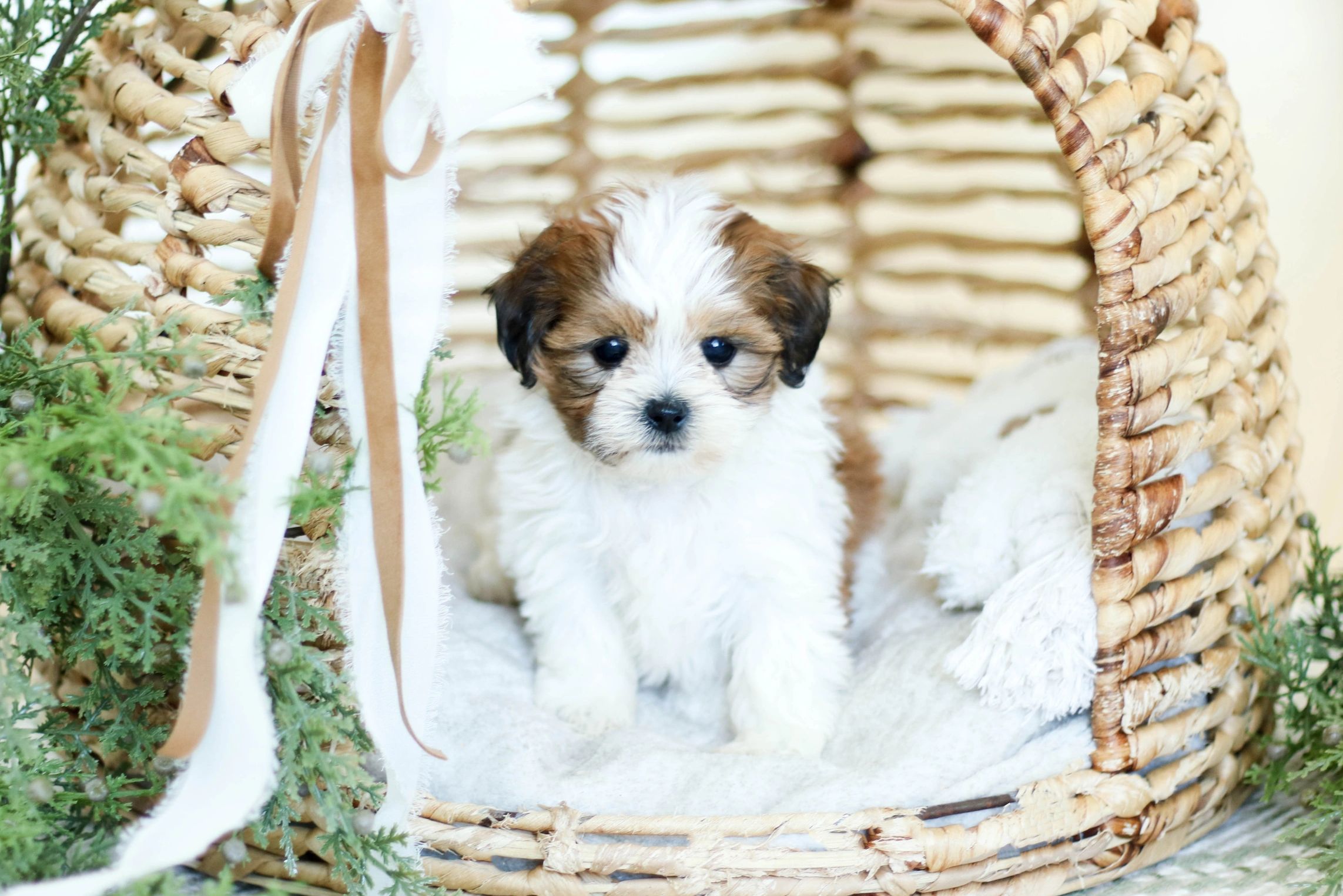 Shichon puppies, Shichon puppies for sale, teddy bear puppies, Shichon, teddy bear puppies for sale