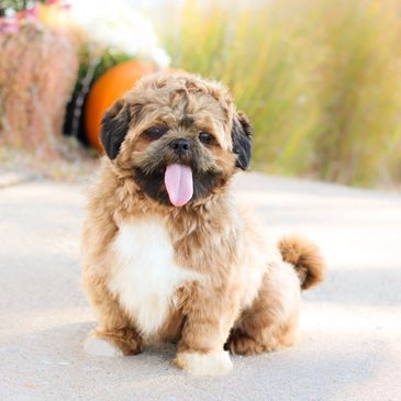 Teddy bear puppies, Shichon, Shichon puppies, Shichon puppies for sale, Shihtzu bichon mix, Zuchon