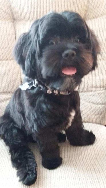 Shihpoo puppies for sale, Shihpoo puppies, teddy bear puppies, poodle mix, shihpoo breeder