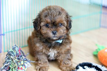 Shihpoo, Shih poo puppies, Poodle Shitzu, Shih tzu mix poodle, Shih tzu poodle, Shih poo puppy, dog