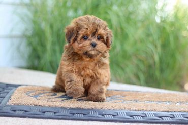 Shihpoo puppies, ShihPoo Puppies for Sale, Shihpoo Breeder, adult shihpoo, teddybear puppies
