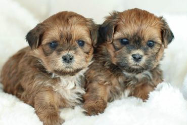 Shichon,  Shichon puppies, shichon puppies for sale, shichon breeder, teddy bear puppies for sale