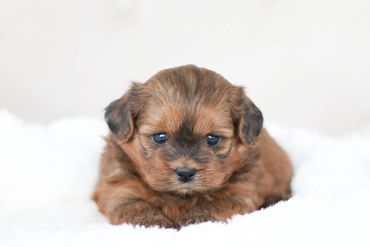 shihpoo puppies for sale, available shihpoos, shihpoos for sale, teddybear puppies for sale