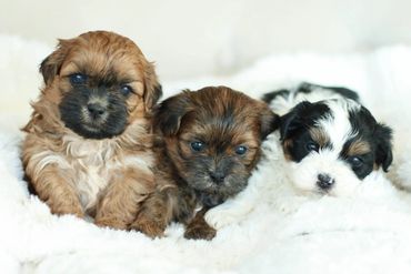 Teddybear Puppies, Shih poo puppies, shihtzu poo, Shihtzu mix, shichon puppy for sale, Shitzu poodle