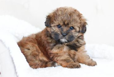 shihpoo puppies for sale, available shihpoos, shihpoos for sale, teddybear puppies for sale, poodle
