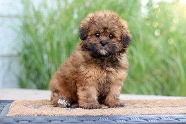 ShihPoo puppies, ShihPoo Puppies for Sale, Shihpoo Breeder, Shihpoo Breeders, teddybear puppies