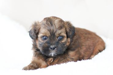 shihpoo puppies for sale, available shihpoos, shihpoos for sale, teddybear puppies for sale, poodle