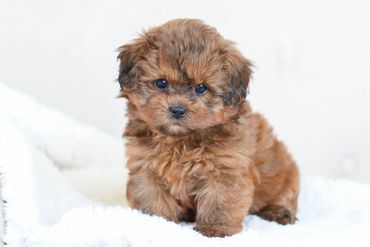 ShihPoo puppies, ShihPoo Puppies for Sale, Shihpoo Breed, Shihpoo Breeders, teddybear puppies