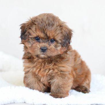 Shih poo puppies for sale, Shih poo puppies, Puppies for sale, Shih tzu mix poodle, Shih tzu poodle
