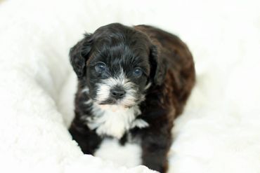 Teddybear Puppies, Shih poo puppies, shihtzu poo, Shihtzu mix, shichon puppy for sale, Shitzu poodle