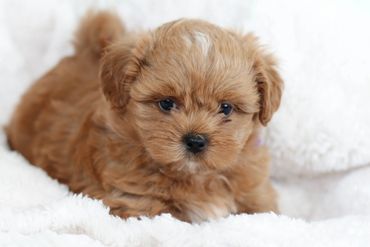 Shih poo puppies, Shihpoo puppies for sale, shihpoo breeder, poodle mix puppies, Shihztu mix puppy