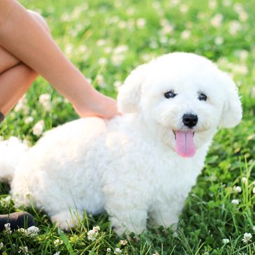 Teddy bear puppies, Shichon, Shichon puppies, Shichon puppies for sale, Shihtzu bichon mix, Zuchon