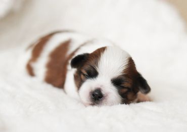 Shichon, shichon puppies, shichon puppies for sale, teddybear puppies, shichon breeder, cavapoo